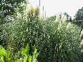 Dwarf Pampas Grass / Cortaderia selloana 